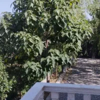 ویلا شاندیز با استخر ابگرم سرپوشیده