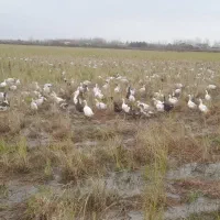 اردک شالیزار چاق و درشت|حیوانات مزرعه|تولم شهر, |دیوار