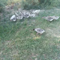 غاز|حیوانات مزرعه|بستان آباد, |دیوار