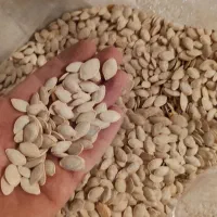 تخمه کدو گوشتی