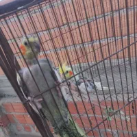 عروس هلندی|پرنده|گنبد کاووس, |دیوار