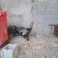 خروس لاری وحدتیه