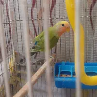 طوطی برزیلی