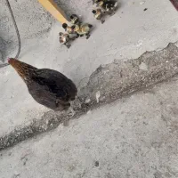 کلشکن با ۷ عدد جوجه اردک|حیوانات مزرعه|گوراب زرمیخ, |دیوار