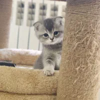 بچه گربه اسکاتیش