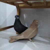 کبوتر راعبی|پرنده|قم, چهار مردان|دیوار