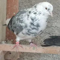 نرهای بلندپرواز|پرنده|رشت, کوی مهر|دیوار