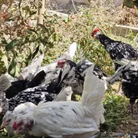 مرغ و خروس گلین اصل|حیوانات مزرعه|رامجین, |دیوار