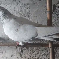 تعدادی کبوتر نر و ماده|پرنده|چالوس, |دیوار