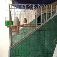 قناری ماده پرتقالی|پرنده|مشهد, فارغ التحصیلان|دیوار