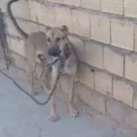 واگذاری سگ نر جوان|سگ|شوشتر, |دیوار