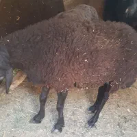 میش