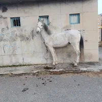 اسب|اسب و تجهیزات اسب‌سواری|شبستر, |دیوار