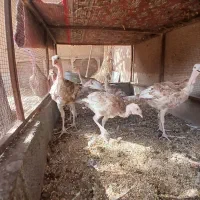 جوجه بوقلمون بوربون ۳ ماهه اصیل