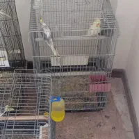 طوطی عروس هلندی|پرنده|آمل, |دیوار