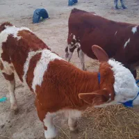 بهترین جنس کشور