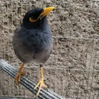 مینا سخنگو|پرنده|قم, علی آباد سعدگان|دیوار