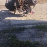 بوقلمون نر اصل محلی|حیوانات مزرعه|مهاباد (آذربایجان غربی), |دیوار