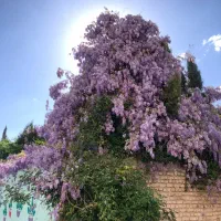 ۱۵۰ تجاری اجاره حاشیه جهت باشگاه ورزشی