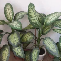 گل دیفن|گل و گیاه طبیعی|آستارا, |دیوار