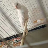 عروس هلندی ماده البینو|پرنده|اسلامشهر, مسکن مهر اسلاشهر (شهرک امام خمینی)|دیوار