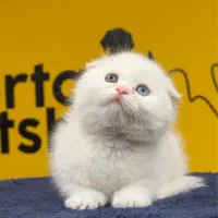 اسکاتیش سفید چشم تا به تا|گربه|تهران, پونک|دیوار