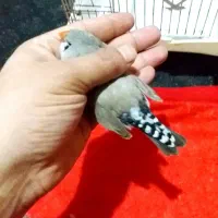 فنچ نژاد خاص ماده ها گرده هستن فوق مولد|پرنده|بندر ماهشهر, |دیوار