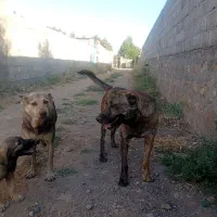 واگذاری