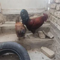 مرغ و خروس