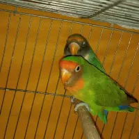 یک جفت طوطی برزیلی