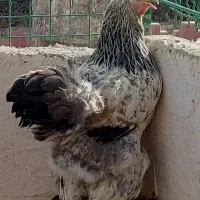 مولد برهما ۳مرغ و یک خروس|حیوانات مزرعه|نسیم‌شهر, |دیوار