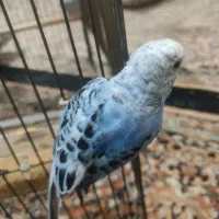 دو تا مرغ عشق|پرنده|سقز, |دیوار