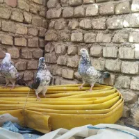 کبوتر تهرانی