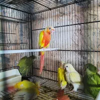 ردچیک راهب طوطی سرلاکی و دونخور|پرنده|اسفراین, |دیوار