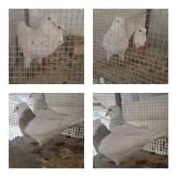 طوقی|پرنده|خمینیشهر, |دیوار