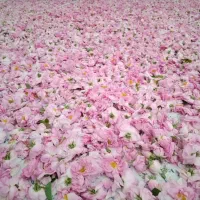 گل محمدی تازه