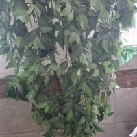 درختچه فوری