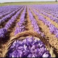 گل زعفران فروشی تازه|خوردنی و آشامیدنی|سبزوار, فرهنگیان|دیوار