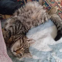 واگذاری بچه گربه ی بامزه|گربه|کرمان, |دیوار