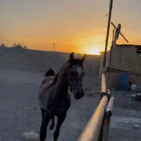 اسب عرب مصری