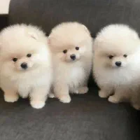 توله پامرانین رنگ نباتی