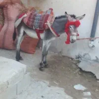 الاغ نر جوان|حیوانات مزرعه|عسلویه, |دیوار