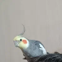 2تا عروس هلندی نر سخنگو