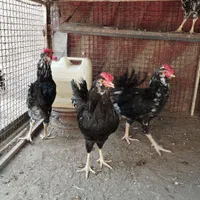 خروس ونیمچه خروس گلین|حیوانات مزرعه|تهران, نعمت‌آباد|دیوار