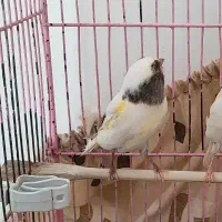 قناری گلاستر اورجینال ماده|پرنده|هشتگرد, شهرک مهستان ۱|دیوار