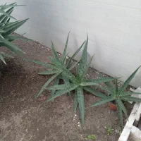 فروش الوئه ورا