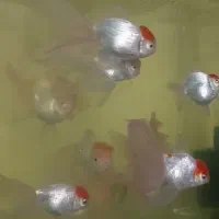 ماهی گلدفیش ردکپ مولد