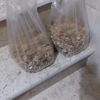 مغز گردو ایرانی|حراج|نهاوند, |دیوار