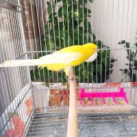 قناری رسمی بلند۱۱/۵سوپر سفید و رد فاکتور زیرقیمت