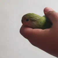 طوطی برزیلی صورت خورشیدی|پرنده|کرج, اصفهانی‌ها|دیوار